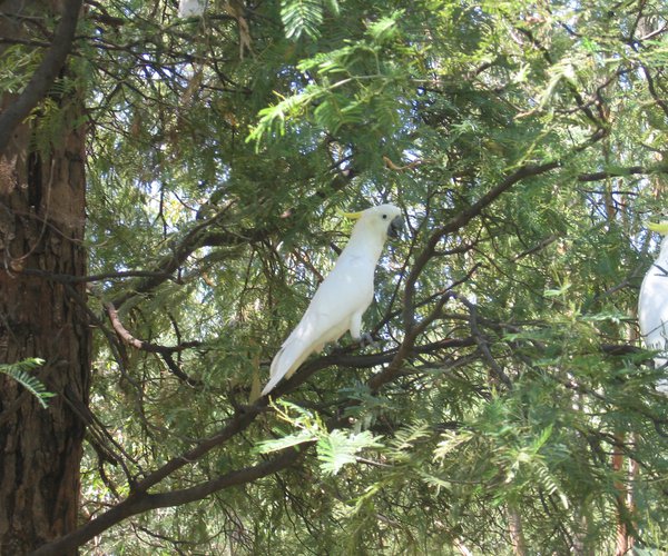 Photo of Yarrawonga Mulwala Golf Club (Murray course)