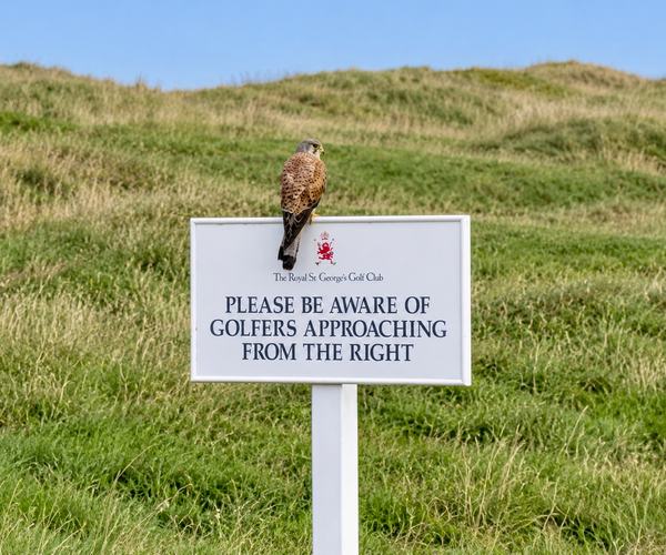 Photo of Royal St George's Golf Club