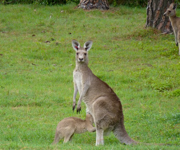 Photo of Sanctuary Cove Golf & Country Club (Pines course)