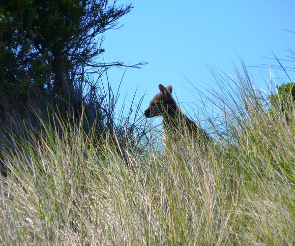Photo of Barnbougle Golf (The Dunes course)