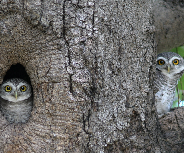 Photo of Royal Hua Hin Golf Course