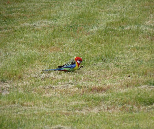 Photo of Royal Hobart Golf Club
