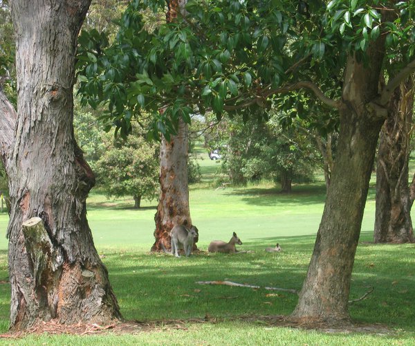 Photo of Nelson Bay Golf Club